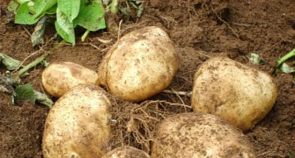 马铃薯高产栽培技术要点