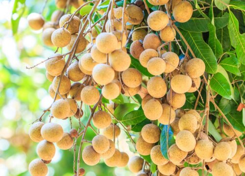 龙眼一年四季都有吗