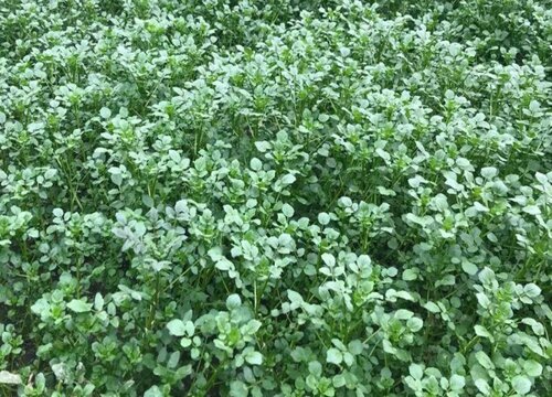 西洋菜种植时间和方法