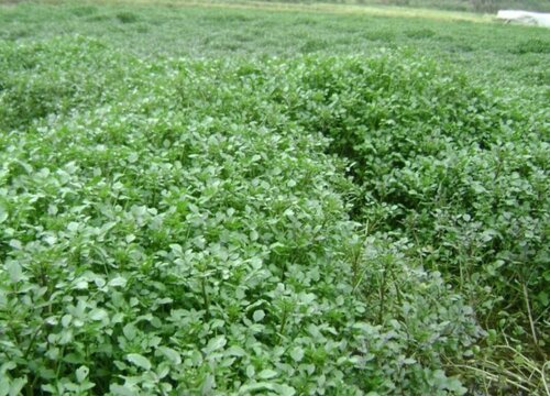 西洋菜种植时间和方法