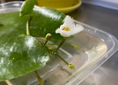 碗莲可以水培吗