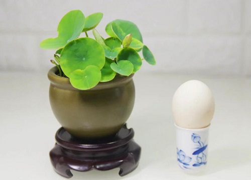 碗莲可以水培吗