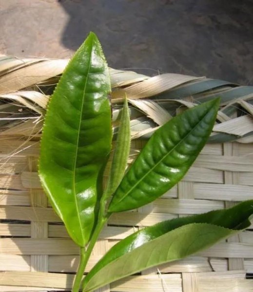 莽枝古树茶特点