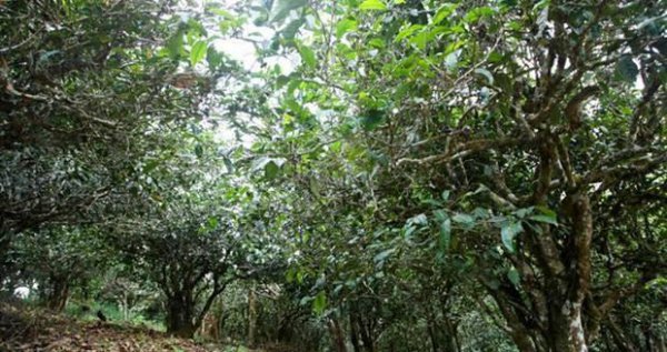 莽枝古树茶特点