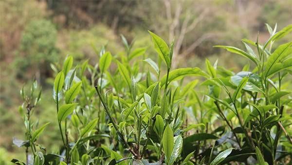 莽枝古树茶特点