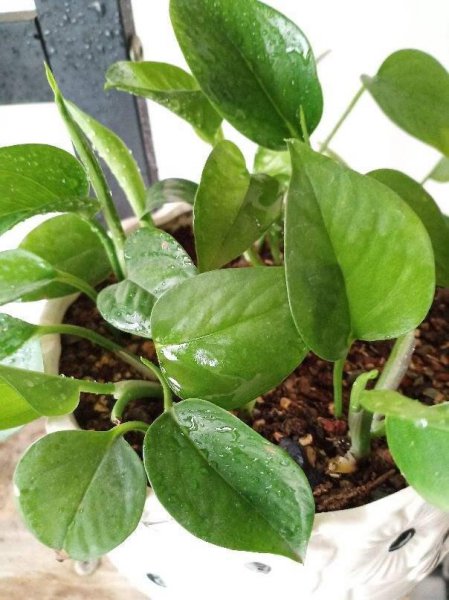 一个鸡蛋就可以让绿萝疯长