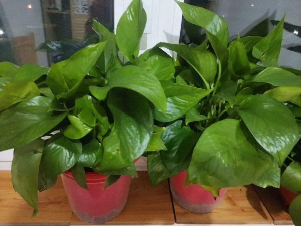 一个鸡蛋就可以让绿萝疯长