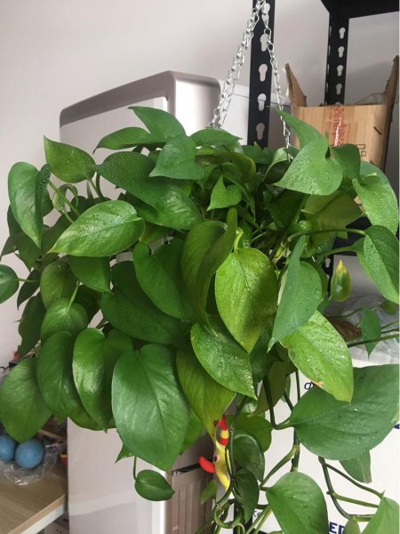 一个鸡蛋就可以让绿萝疯长