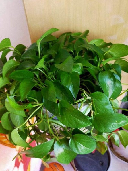 一个鸡蛋就可以让绿萝疯长