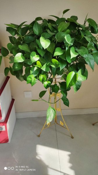 一个鸡蛋就可以让绿萝疯长