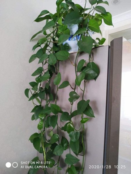 一个鸡蛋就可以让绿萝疯长