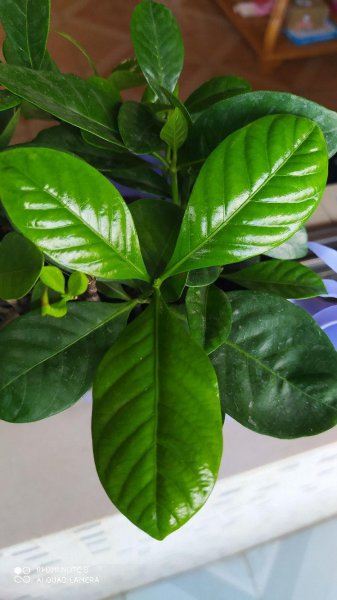 一个鸡蛋就可以让绿萝疯长