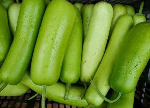 瓠子和西葫芦的区别