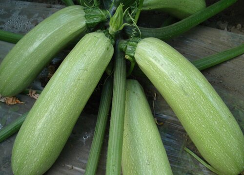 瓠子和西葫芦的区别