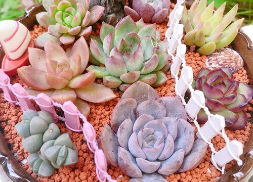 夏天怎么养多肉叶片肥厚还上色