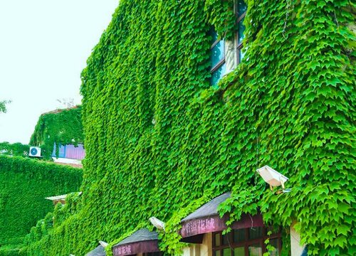 爬山虎的功效与作用