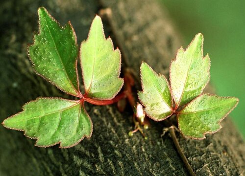 爬山虎的功效与作用