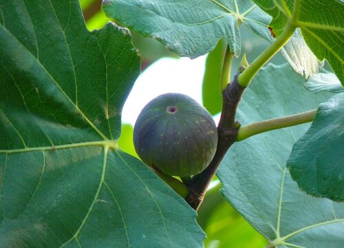 无花果几月份种植最好