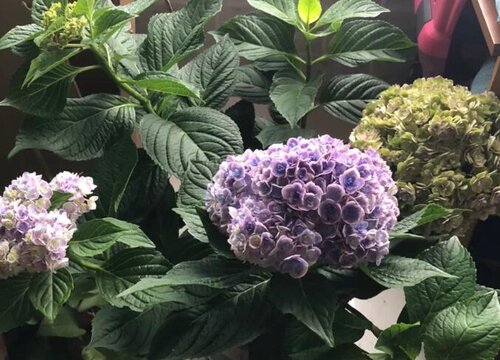 绣球喜欢阳光吗