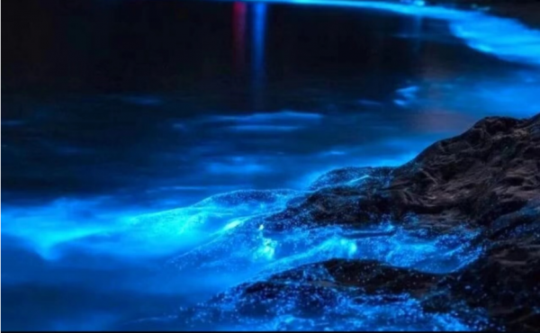 荧光海是怎么形成的地理原因