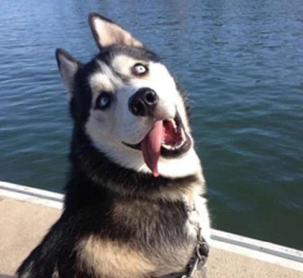 为什么狗半夜三更老是叫个不停