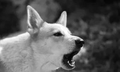 为什么狗半夜三更老是叫个不停