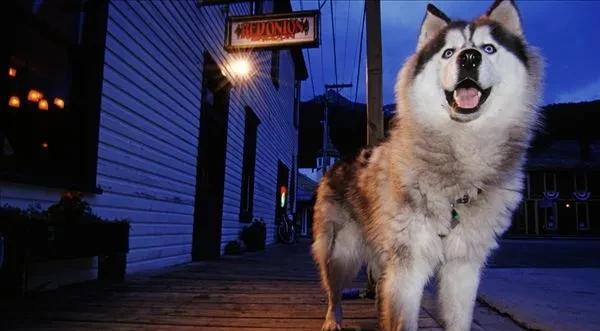 为什么狗半夜三更老是叫个不停