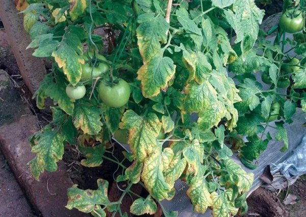番茄叶子枯萎是什么病