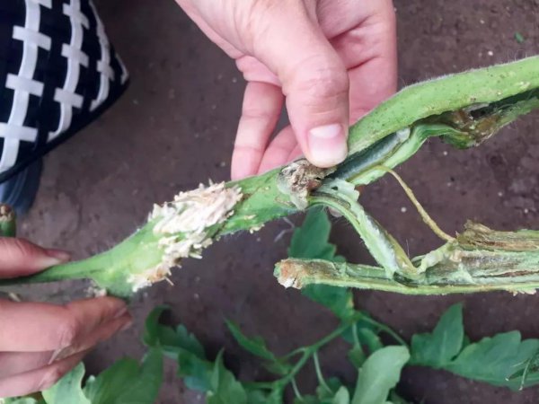 番茄叶子枯萎是什么病