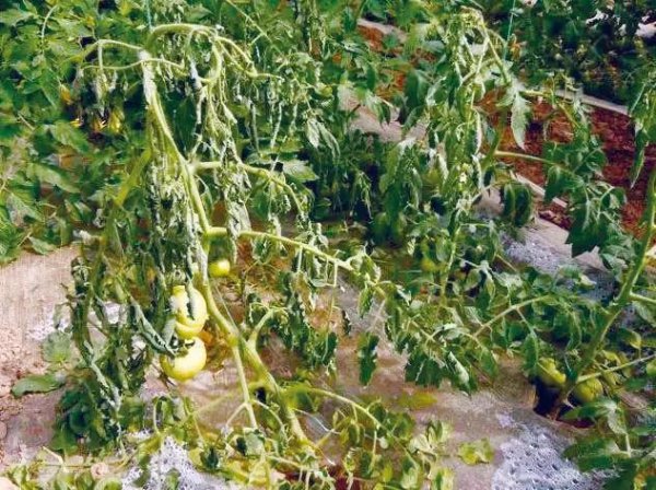 番茄叶子枯萎是什么病