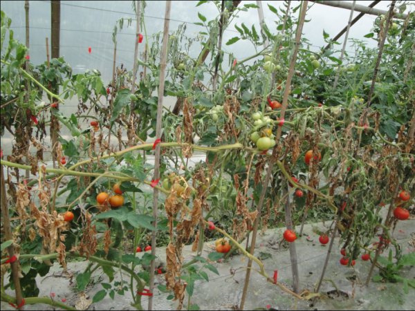 番茄叶子枯萎是什么病