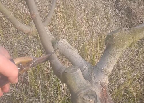 无花果剪枝能插活吗