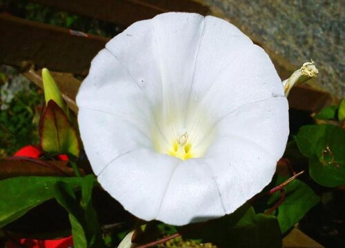 月光花什么时候开花