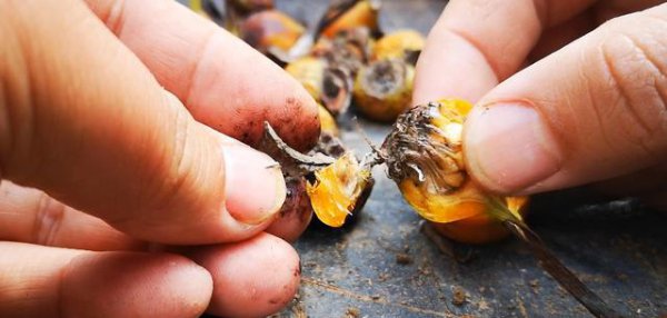 用月季种子如何繁殖月季