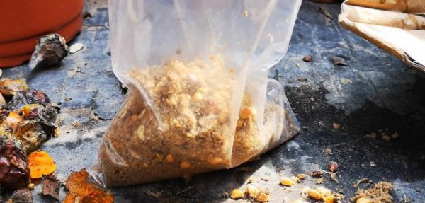 用月季种子如何繁殖月季