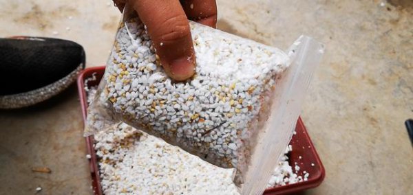 用月季种子如何繁殖月季