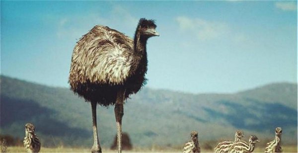 鸸鹋是什么动物