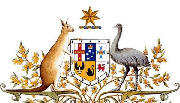 鸸鹋是什么动物