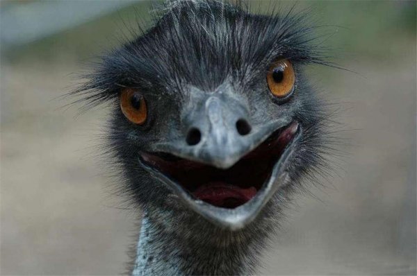 鸸鹋是什么动物