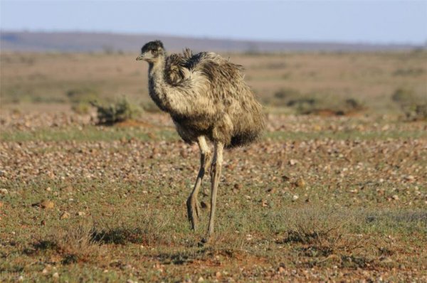 鸸鹋是什么动物