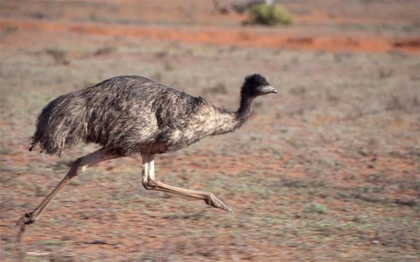 鸸鹋是什么动物