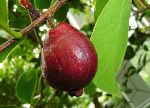 番桃和番石榴的区别