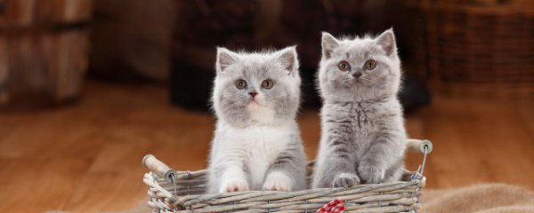 怎么判断小猫的公母