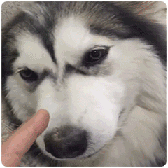 寄养的狗有什么影响