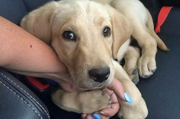 寄养的狗有什么影响