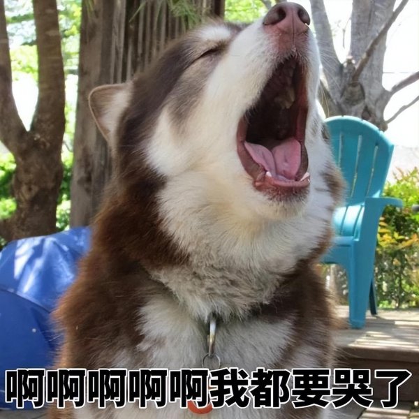 寄养的狗有什么影响