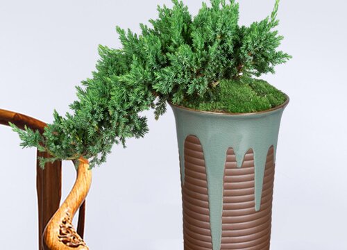 黄荆什么时候移栽最好