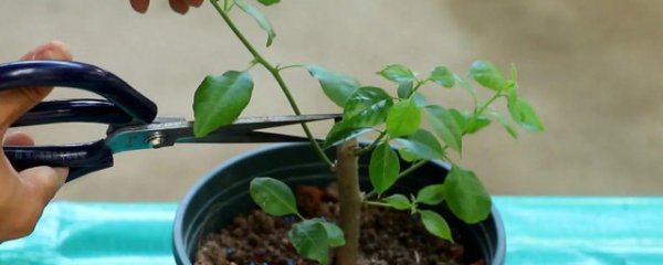 三角梅扦插移栽什么时候