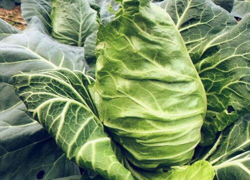 包菜几月份种植最好