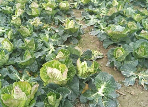 包菜几月份种植最好